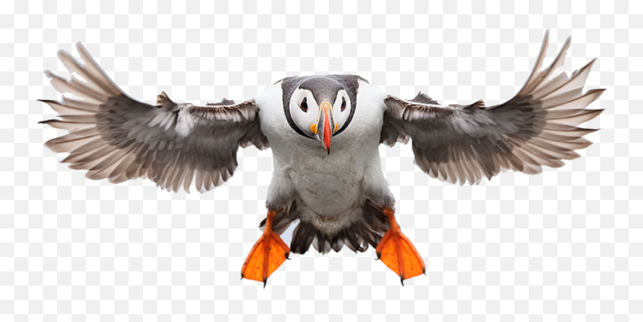 Edit - Atlantic Puffin Emoji,Puffin Emoji