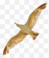 Free Png Images - Portable Network Graphics Emoji,Seagull Emoji