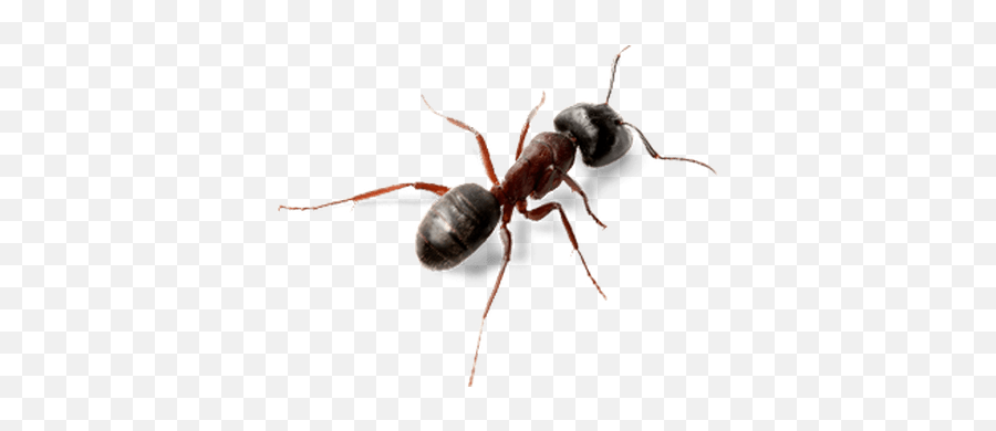 Ant Ants Bugs Insects Insect Terrieasterly - Crawling Insects Emoji,Ant Emoji