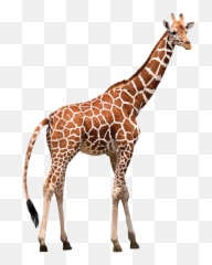 Giraffe Giraffes Petsandanimal Petsandanimals Animales - Giraffe Png Emoji,Giraffe Emoji