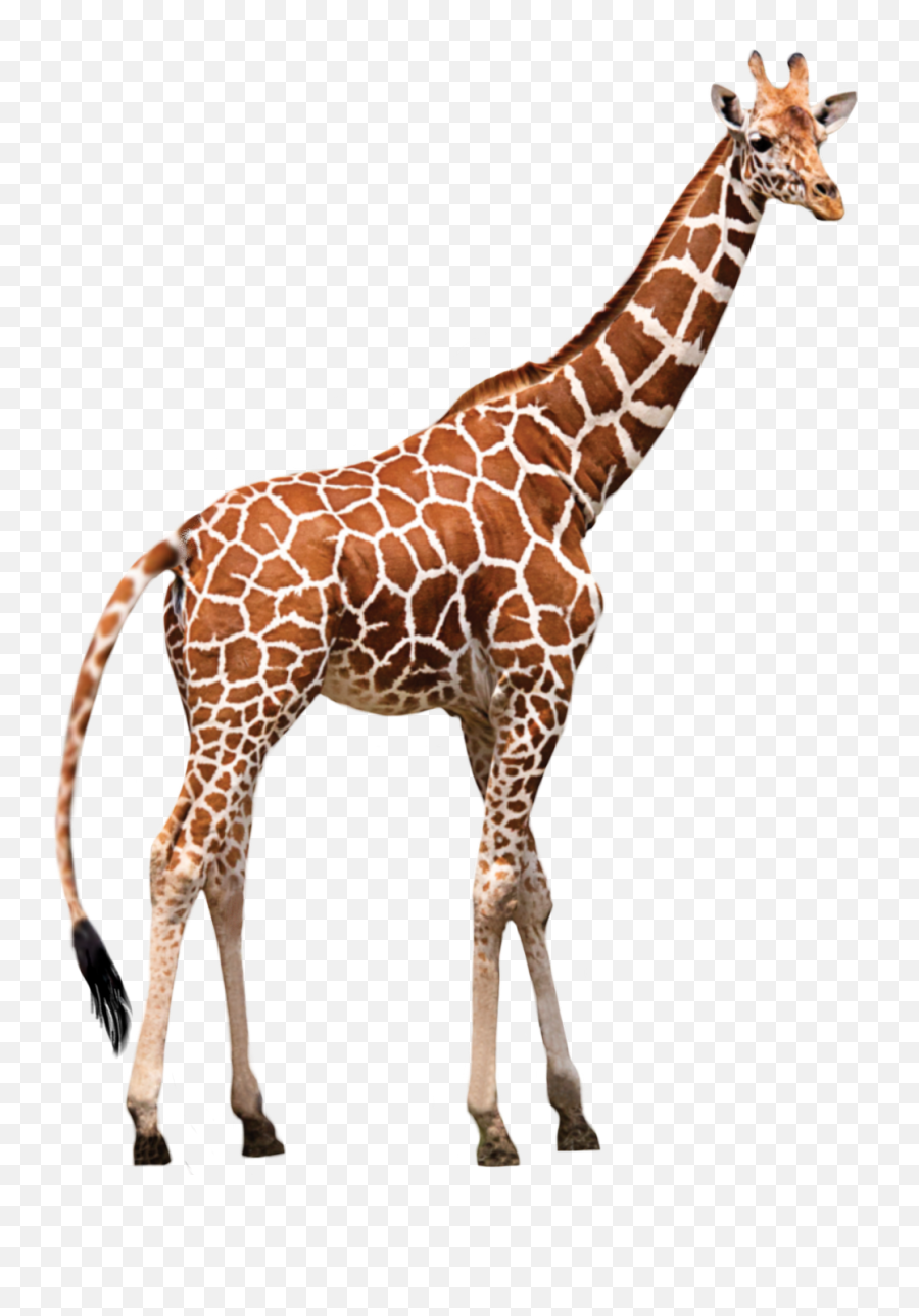 Giraffe Giraffes Petsandanimal Petsandanimals Animales - Giraffe Png Emoji,Giraffe Emoji