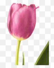 Tulip Emoji,Tulip Emoji