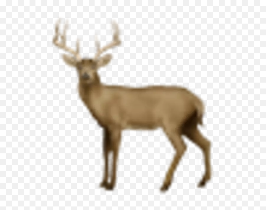 We Ranked All 77 Of The New Emoji - Deer Emoji,Deer Emoji