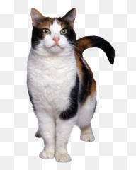 Kitty clipart grey cat Transparent FREE for - Cats Emoji