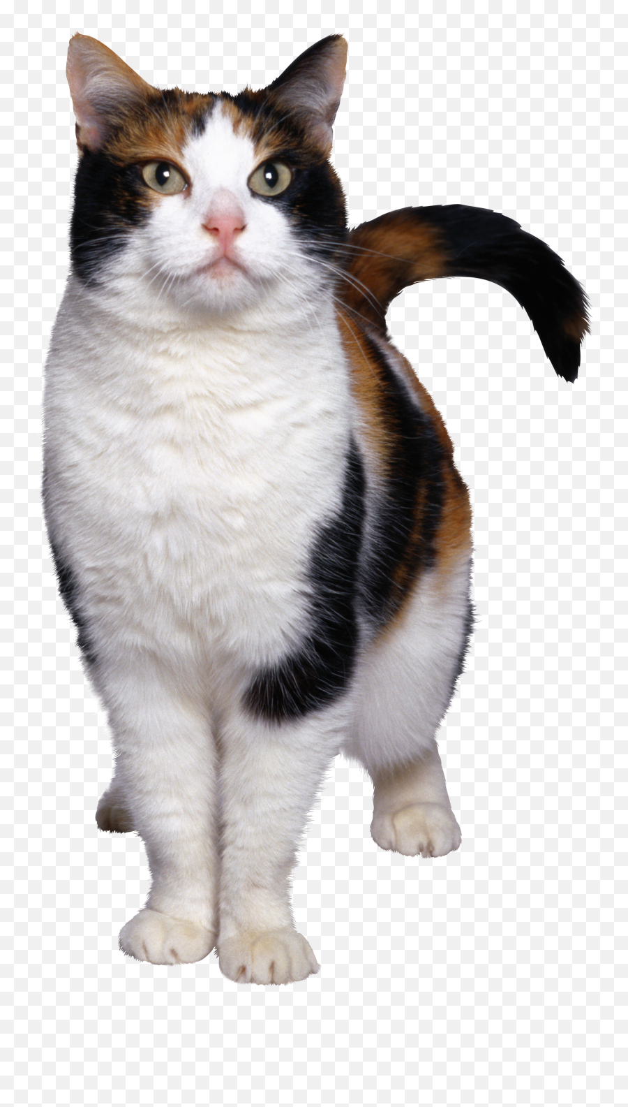 Kitty Clipart Grey Cat Kitty Grey Cat Transparent Free For - Transparent Cats Emoji,Gray Cat Emoji