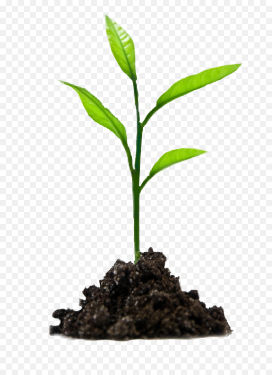 Tree Sprout Soil Green - Png Plant Growing Emoji,Sprout Emoji