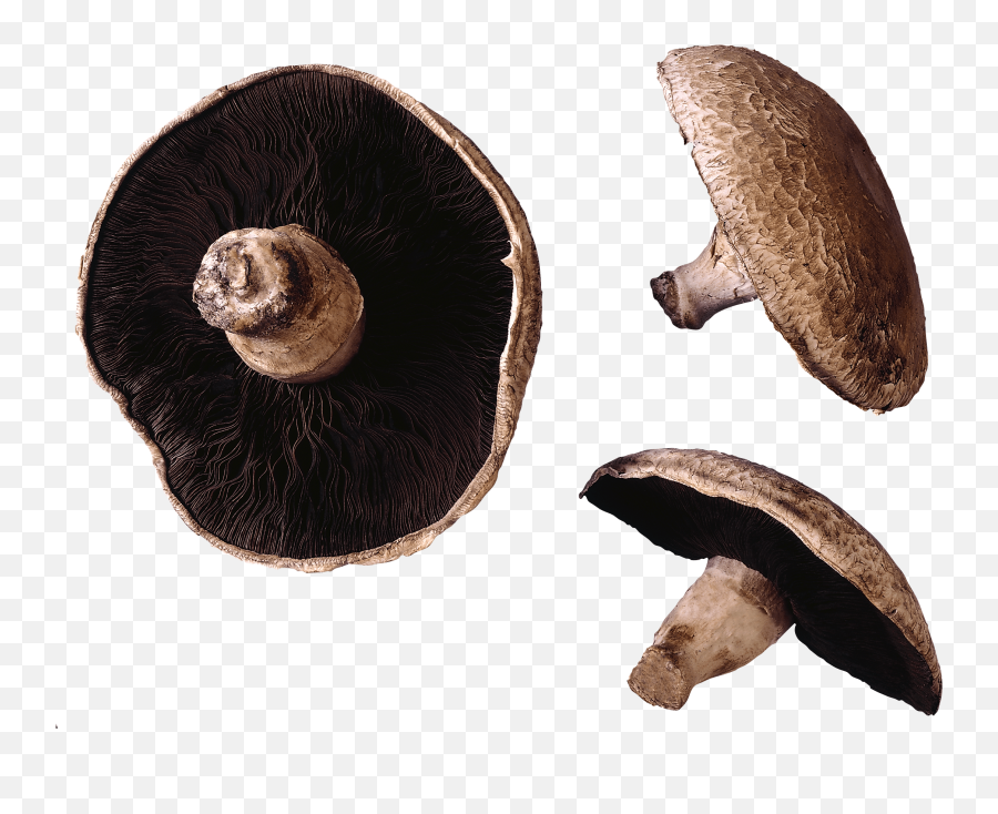 Download Free Mushroom Png Image Icon - Transparent Background Mushroom Clipart Emoji,Mushroom Man Emoji