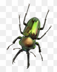 Zzz Transparent U0026 Png Clipart Free Download - Ywd Rhinoceros Beetle Emoji,Bug Emojis