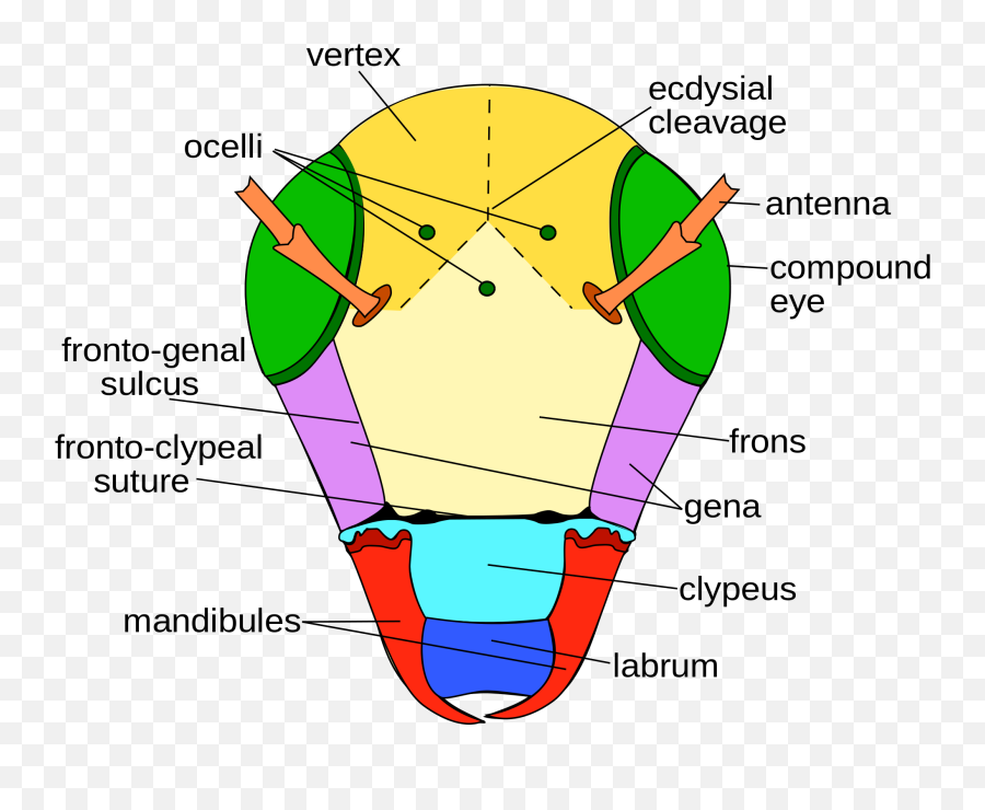 Lasioglossum Leucozonium - Clypeus Insect Emoji,Spread Legs Emoji