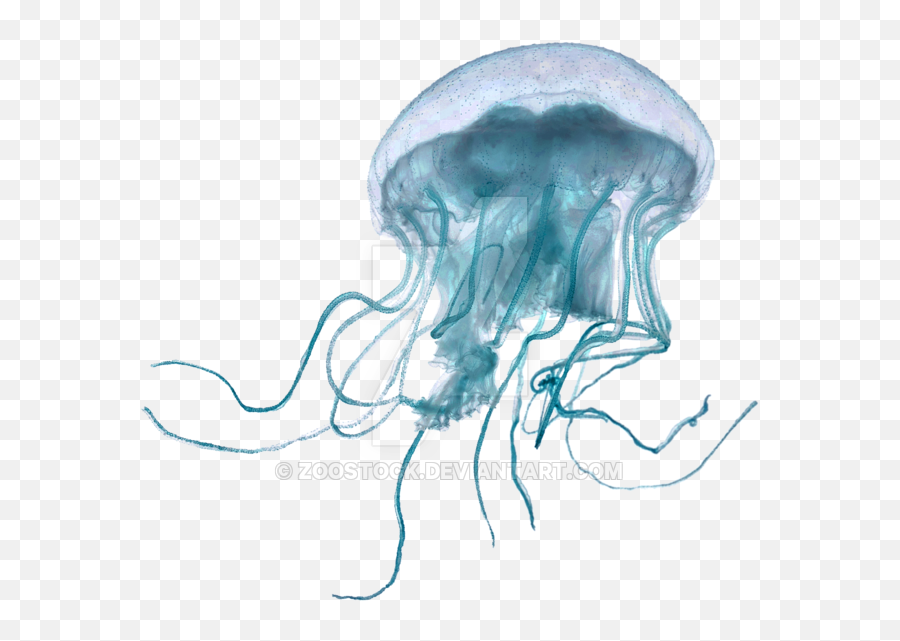 Transition Drawing Jellyfish Transparent Png Clipart Free - Transparent Background Jellyfish Png Emoji,Jellyfish Emoji