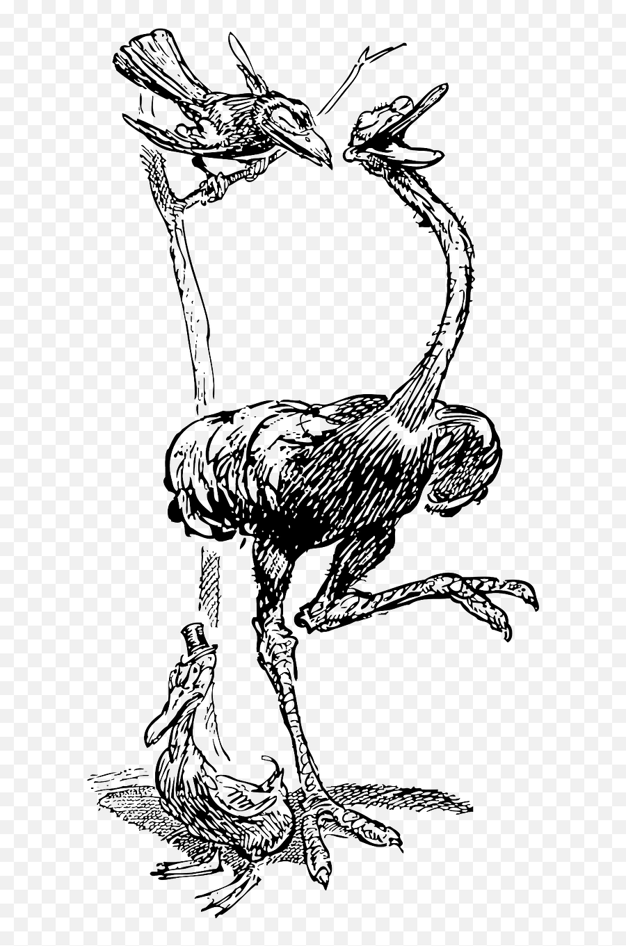 Crow Perched Bird Ostrich Together - Crow Vs Ostrich Emoji,Raven Bird Emoji