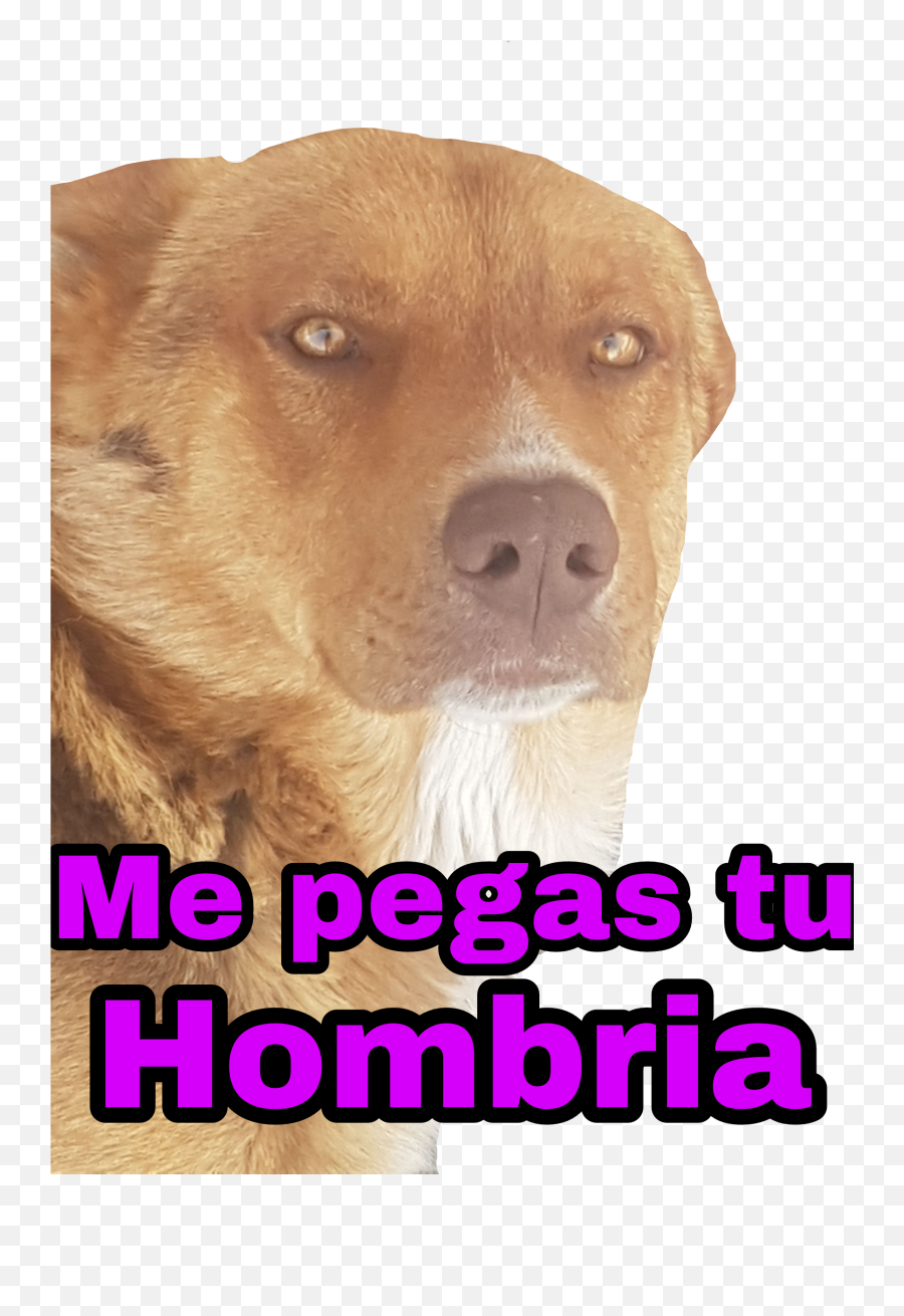 Hombre Nogay Nohomo Caca - Sticker By Luciano Dog Licks Emoji,Emoji Caca