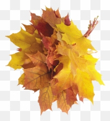 Fall Leaves Transparent U0026 Png Clipart Free Download - Ywd Emoji,Fallen Leaf Emoji