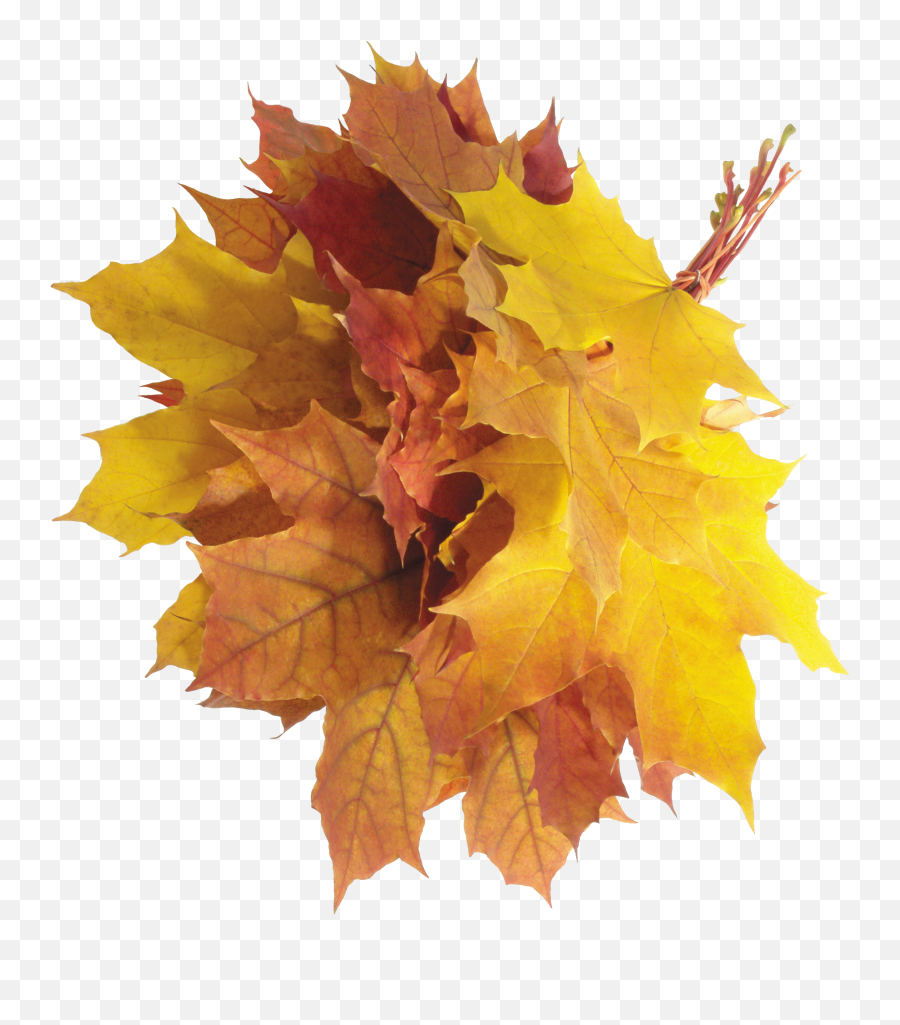 Fall Leaves Transparent U0026 Png Clipart Free Download - Ywd Emoji,Fallen Leaf Emoji