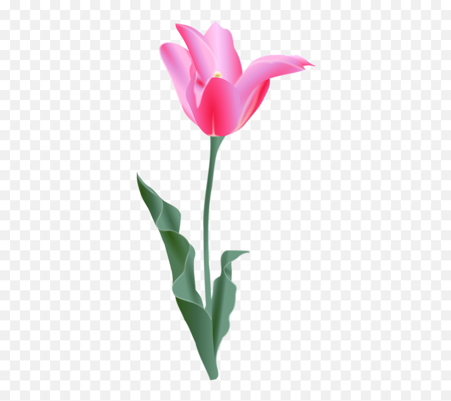 Free Pink Flower Flower Vectors - Tulip Clip Art Emoji,Cherry Blossom Emoji