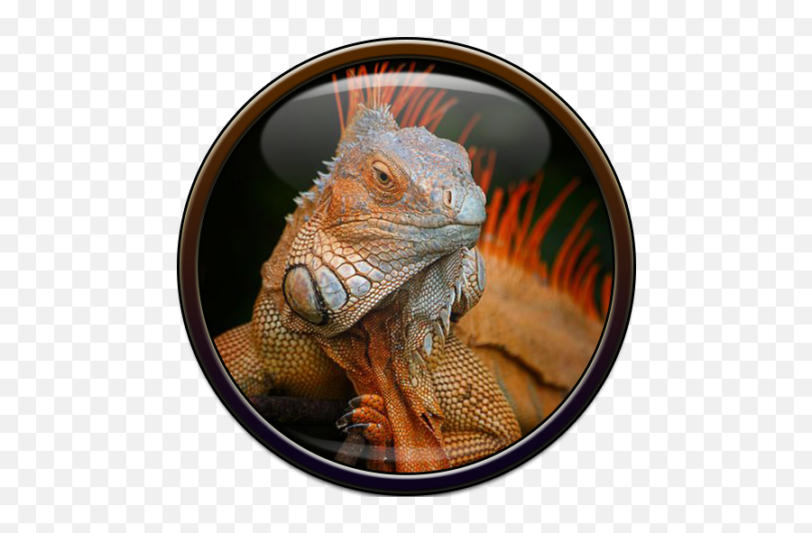 Iguana Wallpaper 1 - Iguana Keren Emoji,Iguana Emoji