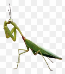 Prayingmantis - Mantis In Virginia Emoji