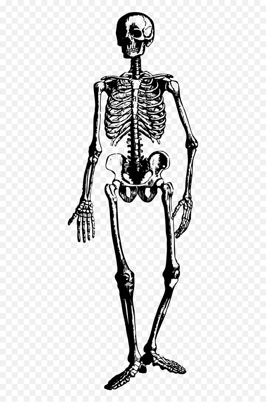 Skeleton Halloween Spooky Scary Creepy - Vintage Skeleton Line Art Emoji,Grim Reaper Emoji