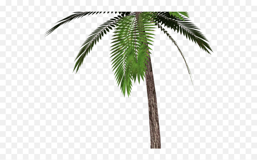Date Palm Clipart Tropical Tree - Palm Tree Transparent Background Emoji,Hammock Emoji