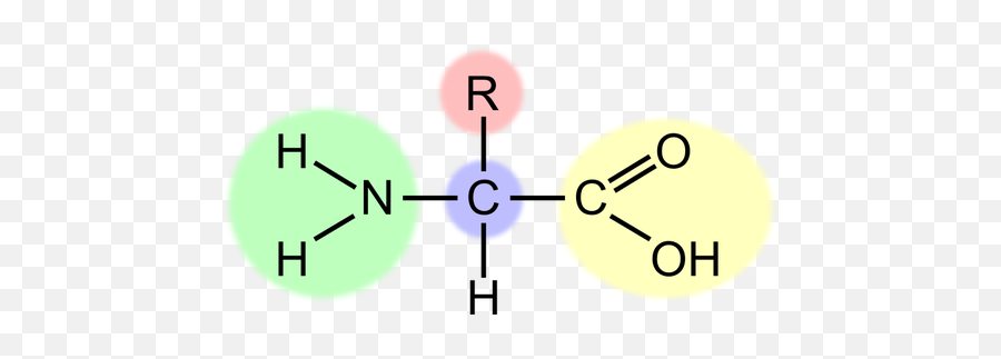 Vector Image Of Amino Acid Scheme - Amino Acid Structure Icon Emoji,Go Keyboard Emoji