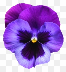 Violet Flower Clipart - Emoji