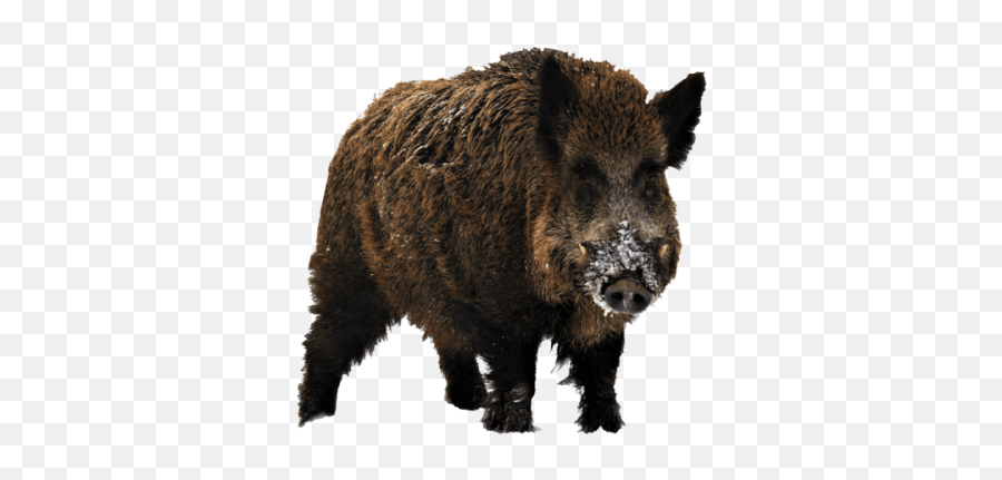 Boar Png And Vectors For Free Download - Transparent Wild Boar Png Emoji,Emoji Bear Pig Tiger Book