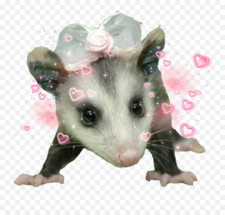 Possum Cute - Virginia Opossum Emoji,Possum Emoji
