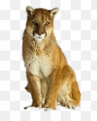 Puma Cougar Mountainlion Emoji,Cougar Emoji