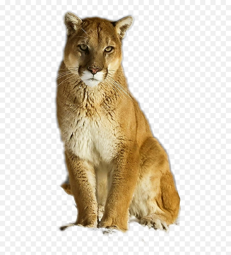 Puma Cougar Mountainlion Emoji,Cougar Emoji