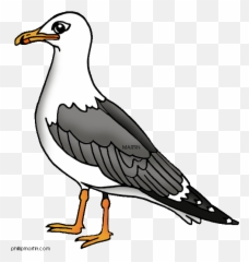Pelican Clipart Seagull Pelican - Seagull Clipart Emoji,Seagull Emoji