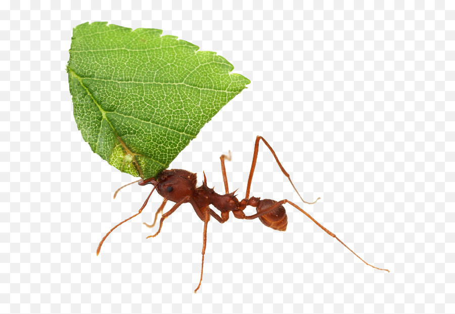 Ant Leaf Forest Nature - Leaf Cutter Ant Transparent Emoji,Ant Emoji