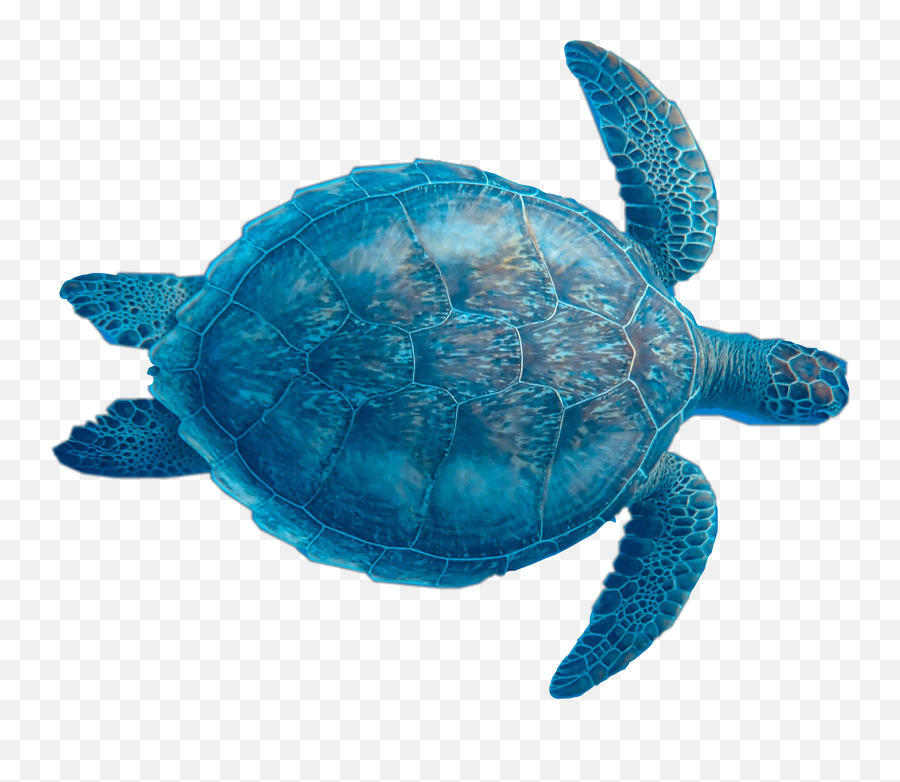 Freetoedit Turtle Seaturtle Sea Animal Emoji,Sea Turtle Emoji