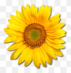 Sunflowers Png - Sun Flower Images Png Emoji,Sun Flower Emoji