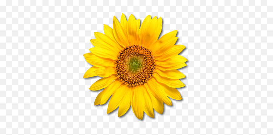 Sunflowers Png - Sun Flower Images Png Emoji,Sun Flower Emoji