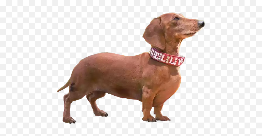 Dogmoji - Dog Sticker U0026 Emojis By Jamila Moutji Transparent Weiner Dog Png,Weiner Emoji