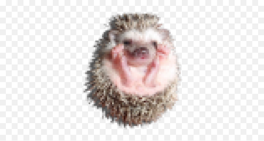 Baby Hedgehog Transparent Png Emoji,Hedgehog Emoji