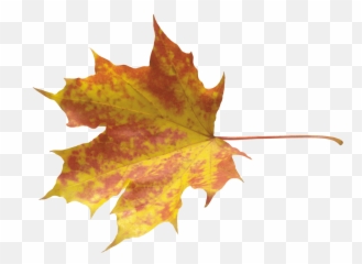 Download Autumn Png Leaf Hq Png Image - Autumn Leaf Leaf Transparent Emoji,Leaf Pig Emoji