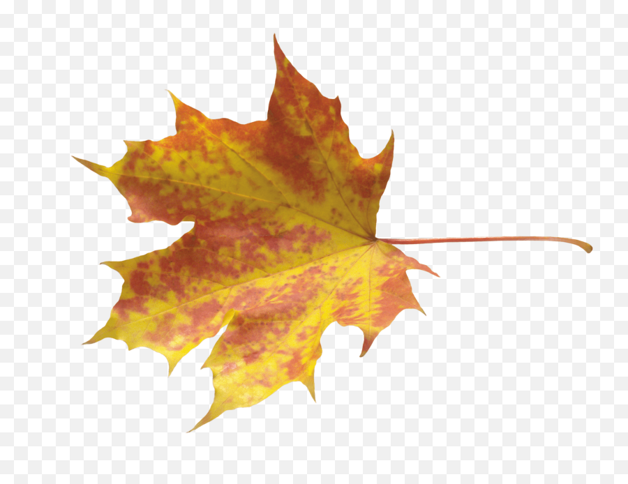 Download Autumn Png Leaf Hq Png Image - Autumn Leaf Leaf Transparent Emoji,Leaf Pig Emoji