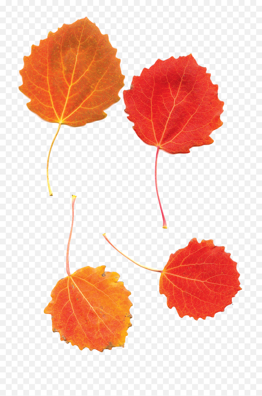 Aspens Aspen Leaves Fall Autumn Leaf Emoji,Fallen Leaf Emoji