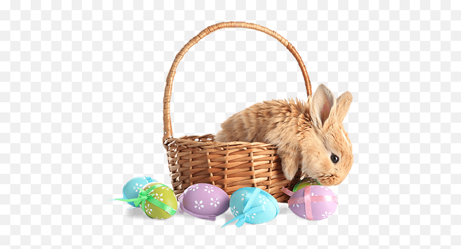 Egg Eggs Multicolor Basket Easter - Easter Bunny Pictures 2019 Emoji,Bunny Egg Emoji