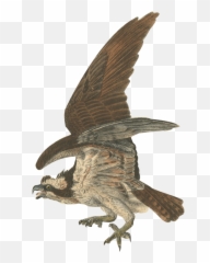 Ae Gif Quiz - Osprey Emoji