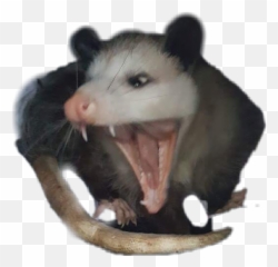 Possum - Fang Emoji,Possum Emoji