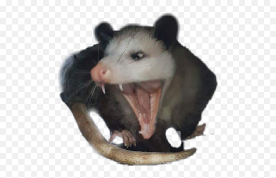 Possum - Fang Emoji,Possum Emoji