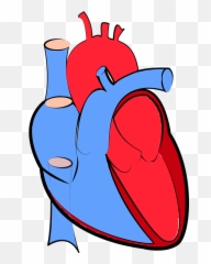 Human Heart Blood Flow Oxygenated - Transparent Background Human Heart Clipart Emoji,Blood Type Emoji