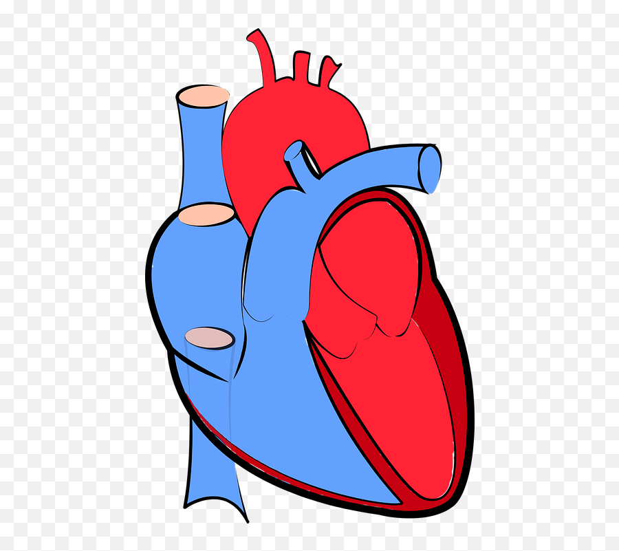 Human Heart Blood Flow Oxygenated - Transparent Background Human Heart Clipart Emoji,Blood Type Emoji