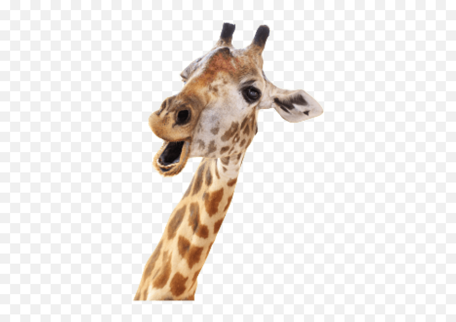 Giraffe Stock Photography Royalty - Transparent Giraffe Head Png Emoji,Giraffe Emoji