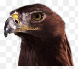 Bird Freetoedit Hawk Eagle Falcon - Funny Black Eagle Gif Emoji,Falcon Emoji