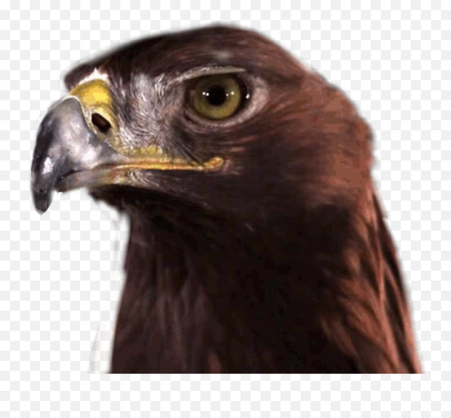 Bird Freetoedit Hawk Eagle Falcon - Funny Black Eagle Gif Emoji,Falcon Emoji