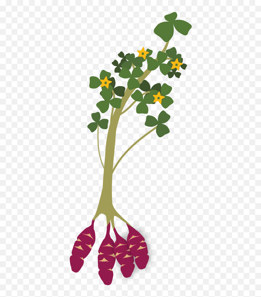 Seedling Clipart Many Plant Seedling Many Plant Transparent - Oca Plant Emoji,Sprout Emoji