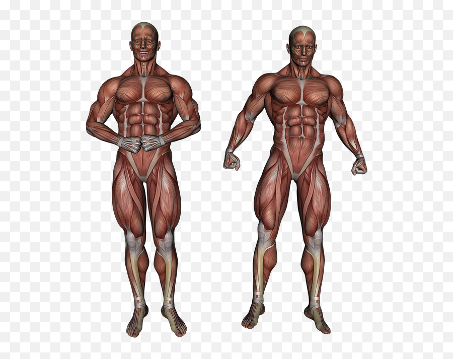 Muscle Muscular System Anatomy - Human Body Human Tendon And Ligament Emoji,Brain Explosion Emoji